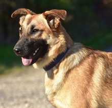 RASTYC48, Hund, Mischlingshund in Slowakische Republik - Bild 10