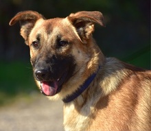 RASTYC48, Hund, Mischlingshund in Slowakische Republik - Bild 2