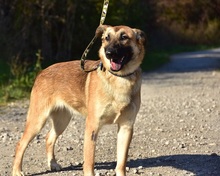 RASTYC48, Hund, Mischlingshund in Slowakische Republik - Bild 3