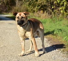 RASTYC48, Hund, Mischlingshund in Slowakische Republik - Bild 6