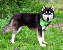 WEST, Hund, Siberian Husky-Mix in Slowakische Republik - Bild 2