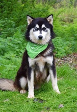 WEST, Hund, Siberian Husky-Mix in Slowakische Republik - Bild 3