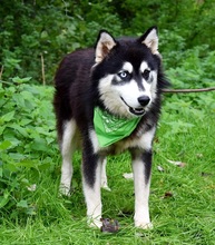 WEST, Hund, Siberian Husky-Mix in Slowakische Republik - Bild 4