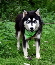 WEST, Hund, Siberian Husky-Mix in Slowakische Republik - Bild 5