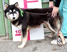 WEST, Hund, Siberian Husky-Mix in Slowakische Republik - Bild 6