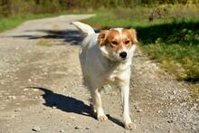 ANETKA, Hund, Mischlingshund in Slowakische Republik - Bild 10