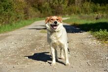 ANETKA, Hund, Mischlingshund in Slowakische Republik - Bild 12