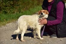 ANETKA, Hund, Mischlingshund in Slowakische Republik - Bild 13