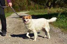 ANETKA, Hund, Mischlingshund in Slowakische Republik - Bild 2