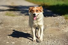 ANETKA, Hund, Mischlingshund in Slowakische Republik - Bild 3