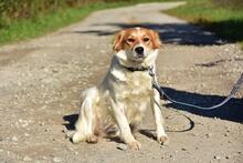 ANETKA, Hund, Mischlingshund in Slowakische Republik - Bild 5