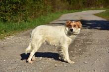 ANETKA, Hund, Mischlingshund in Slowakische Republik - Bild 7