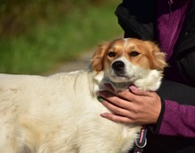 ANETKA, Hund, Mischlingshund in Slowakische Republik - Bild 9