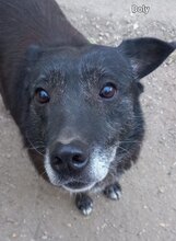 DOLLY, Hund, Mischlingshund in Rumänien - Bild 2