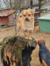 PÖTTÖM, Hund, Mops-Pekingese-Mix in Hüttenberg - Bild 11