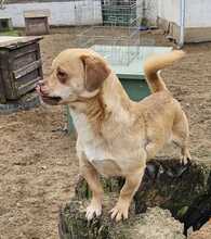 PÖTTÖM, Hund, Mops-Pekingese-Mix in Hüttenberg - Bild 12