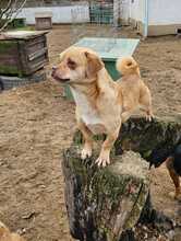 PÖTTÖM, Hund, Mops-Pekingese-Mix in Hüttenberg - Bild 13