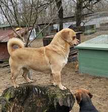 PÖTTÖM, Hund, Mops-Pekingese-Mix in Hüttenberg - Bild 14