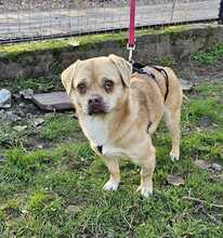 PÖTTÖM, Hund, Mops-Pekingese-Mix in Hüttenberg - Bild 9