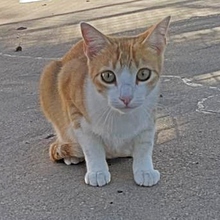 NILO, Katze, Europäisch Kurzhaar in Spanien