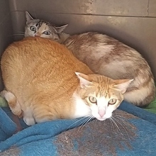 NILO, Katze, Europäisch Kurzhaar in Spanien - Bild 11