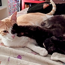 NILO, Katze, Europäisch Kurzhaar in Spanien - Bild 12
