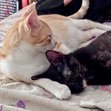 NILO, Katze, Europäisch Kurzhaar in Spanien - Bild 13