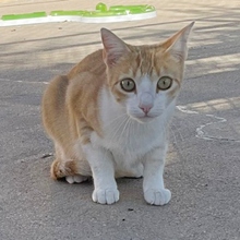 NILO, Katze, Europäisch Kurzhaar in Spanien - Bild 2