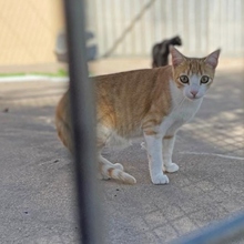 NILO, Katze, Europäisch Kurzhaar in Spanien - Bild 5