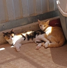 NILO, Katze, Europäisch Kurzhaar in Spanien - Bild 6