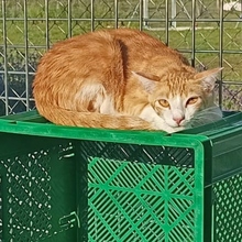 NILO, Katze, Europäisch Kurzhaar in Spanien - Bild 9