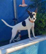 PLINTON, Hund, Bodeguero Andaluz-Mix in Spanien - Bild 3