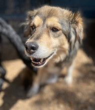 ZOE, Hund, Mischlingshund in Aerzen - Bild 2