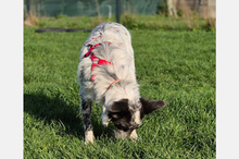 BLUE, Hund, Border Collie-Mix in Timmenrode