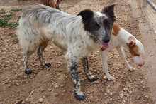 BLUE, Hund, Border Collie-Mix in Timmenrode - Bild 10