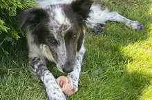 BLUE, Hund, Border Collie-Mix in Timmenrode - Bild 12