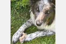 BLUE, Hund, Border Collie-Mix in Timmenrode - Bild 14