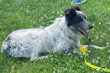 BLUE, Hund, Border Collie-Mix in Timmenrode - Bild 15