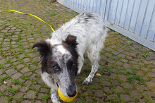 BLUE, Hund, Border Collie-Mix in Timmenrode - Bild 16