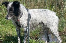 BLUE, Hund, Border Collie-Mix in Timmenrode - Bild 17