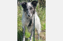 BLUE, Hund, Border Collie-Mix in Timmenrode - Bild 18