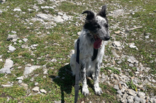 BLUE, Hund, Border Collie-Mix in Timmenrode - Bild 19