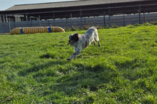 BLUE, Hund, Border Collie-Mix in Timmenrode - Bild 2