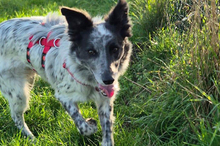 BLUE, Hund, Border Collie-Mix in Timmenrode - Bild 20