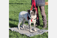 BLUE, Hund, Border Collie-Mix in Timmenrode - Bild 21