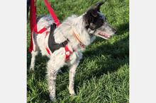 BLUE, Hund, Border Collie-Mix in Timmenrode - Bild 23