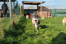 BLUE, Hund, Border Collie-Mix in Timmenrode - Bild 24