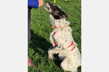 BLUE, Hund, Border Collie-Mix in Timmenrode - Bild 25