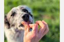 BLUE, Hund, Border Collie-Mix in Timmenrode - Bild 27