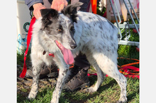 BLUE, Hund, Border Collie-Mix in Timmenrode - Bild 3